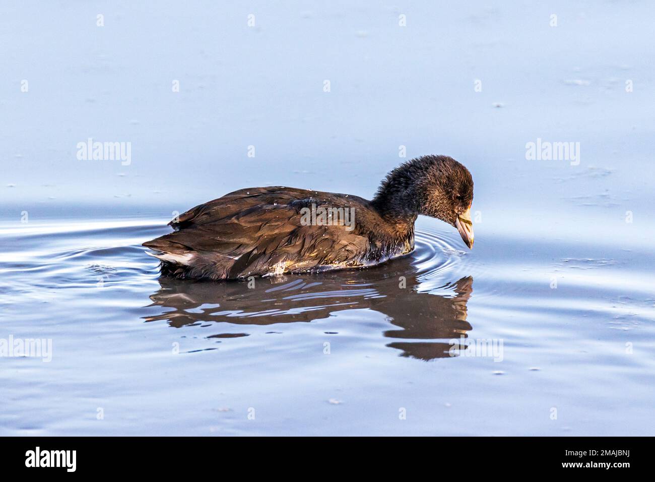 American coot at sunrise; Monte Vista National Wildlife Refuge; San Luis Valley; Colorado, USA Stock Photo