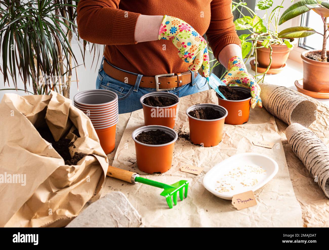 The process of planting sweet pepper seeds in plastic and peat eco
