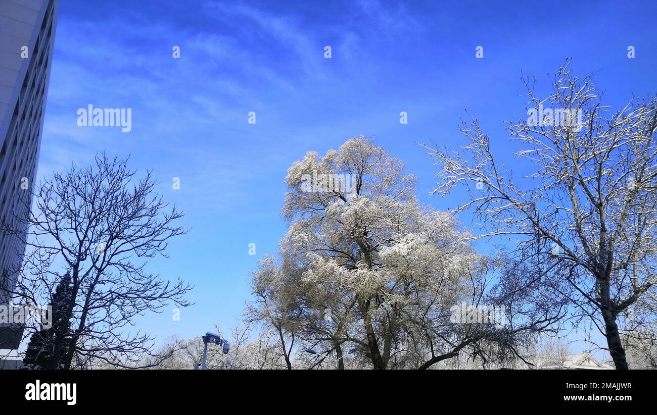 A low angle shot of trees covered in snow under a bright blue sky Stock ...