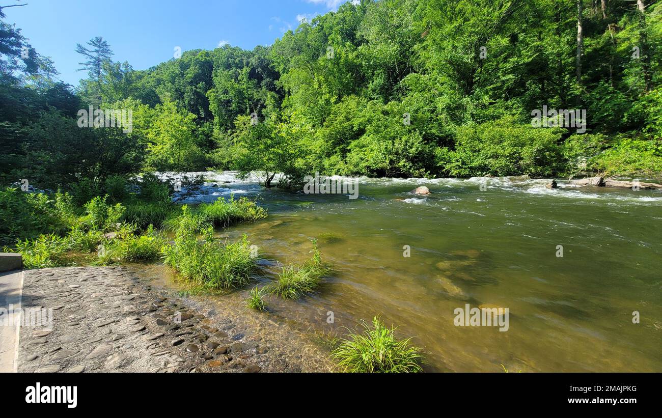 A beautiful view of a river with green trees in a forest during sunrise ...