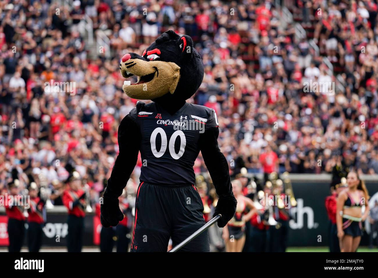 The Cincinnati bearcat mascot is photographed at an NCAA college