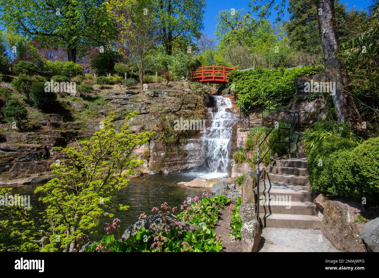 Fantastic sunny view of bergenia blossoms and waterfall in Japanese garden in Kaiserslautern in April and red bridge and Pleioblastus in upper right c Stock Photo