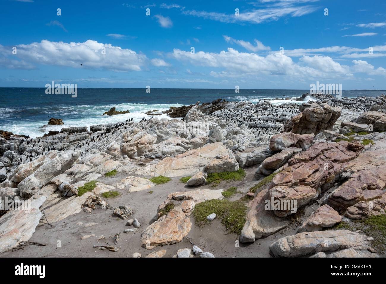 African Penguin (Spheniscus demersus) colony at the Stony Point Nature Reserve, Cape Town, South Africa. Stock Photo