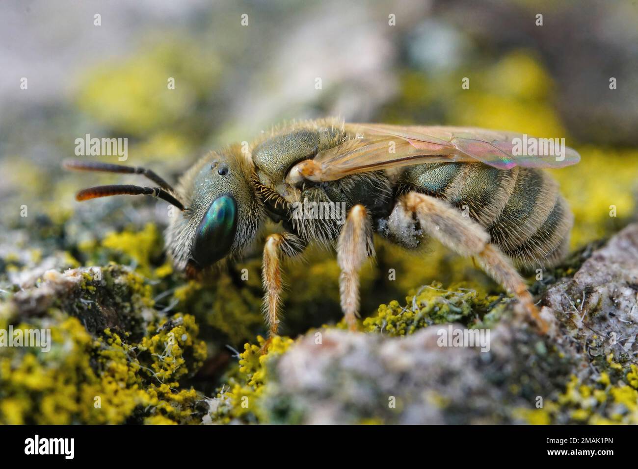 Detailed closeup on a female of the the very small metallic green color furrow bee from the Halictus smaragdulus complex Stock Photo