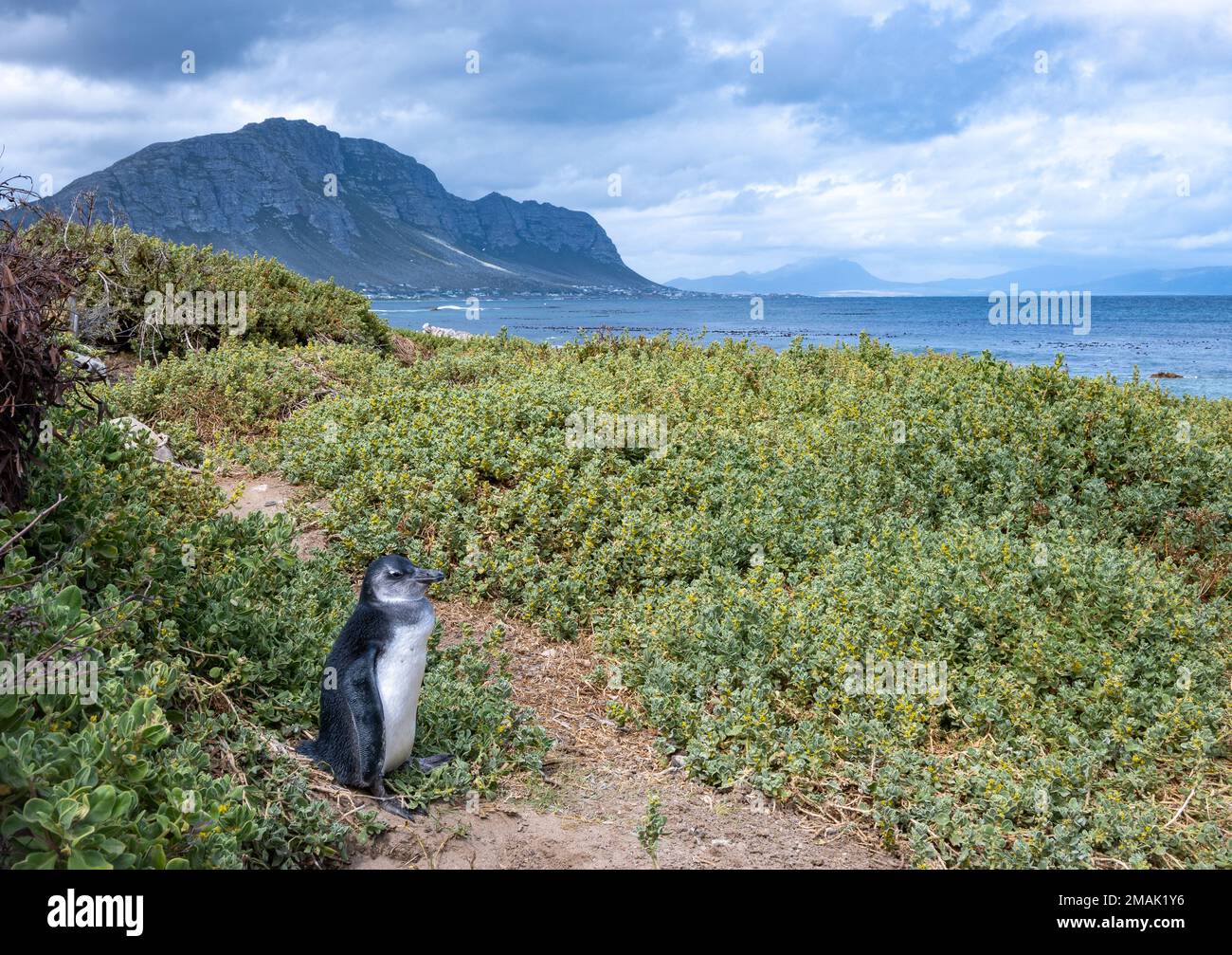 An juvenile African Penguin (Spheniscus demersus) at the Stony Point Nature Reserve, Cape Town, South Africa. Stock Photo