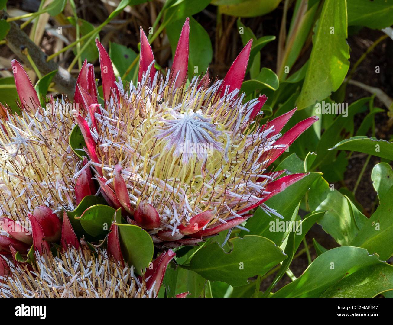 Giant flowers of King Protea (Protea cynaroides). Cape Town, South Africa. Stock Photo