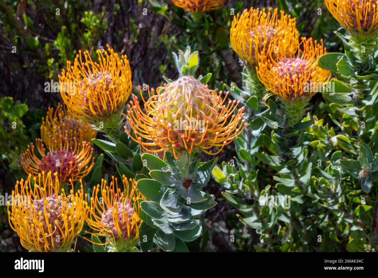 Orange flowers of Pincushion Protea (Leucospermum sp.). Cape Town