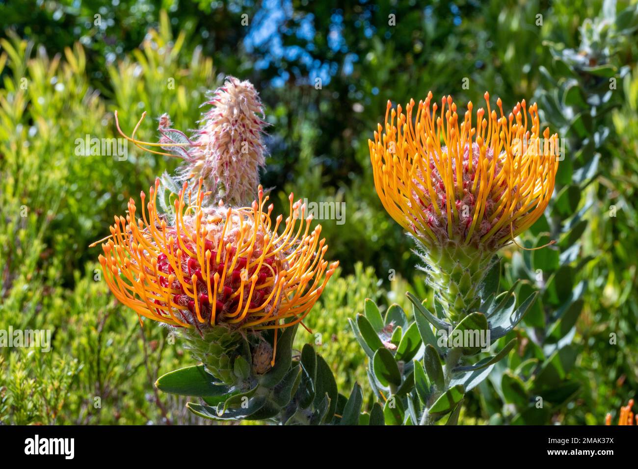 Orange flowers of Pincushion Protea (Leucospermum sp.). Cape Town