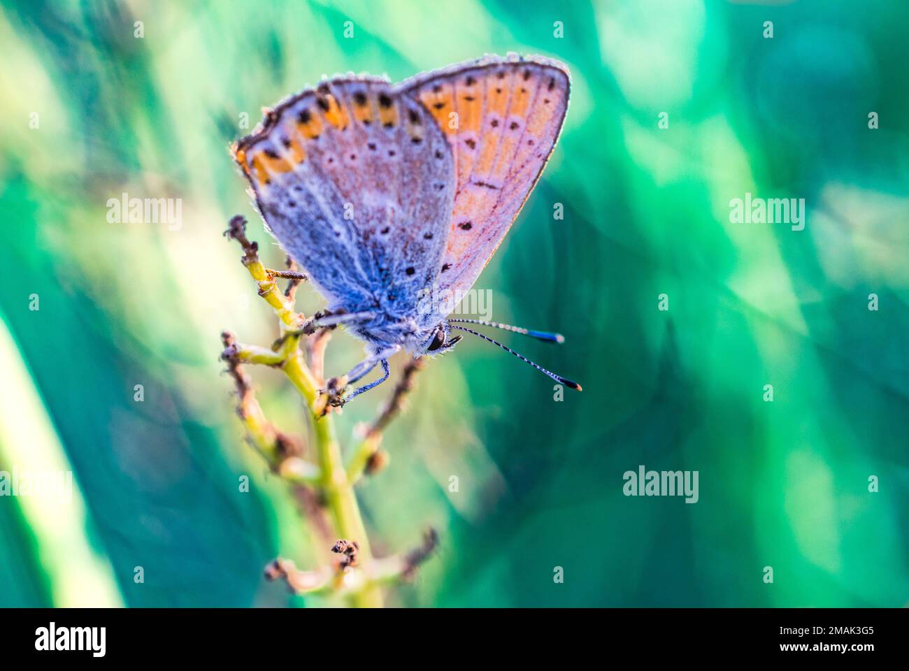 Close-up of a Lycaenidae butterfly sitting on a wildflower with a blurred background Stock Photo