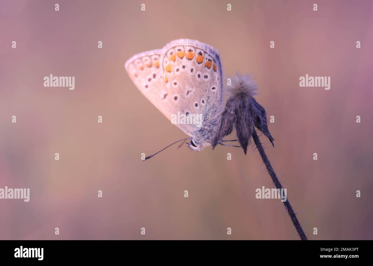 Close-up of a Lycaenidae butterfly sitting on a wildflower with a blurred background Stock Photo
