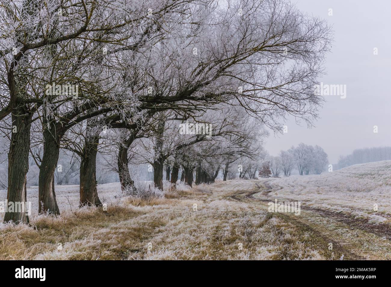 Frosty vegetation and trees on a winter day on the banks of the Ipoly river, Balassagyarmat, Hungary Stock Photo