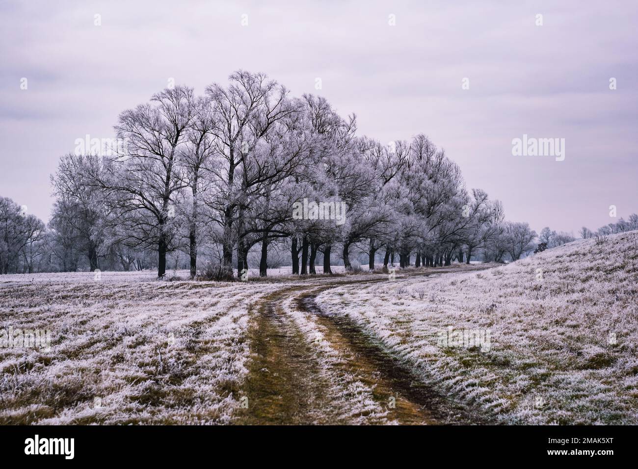 Frosty vegetation and trees on a winter day on the banks of the Ipoly river, Balassagyarmat, Hungary Stock Photo