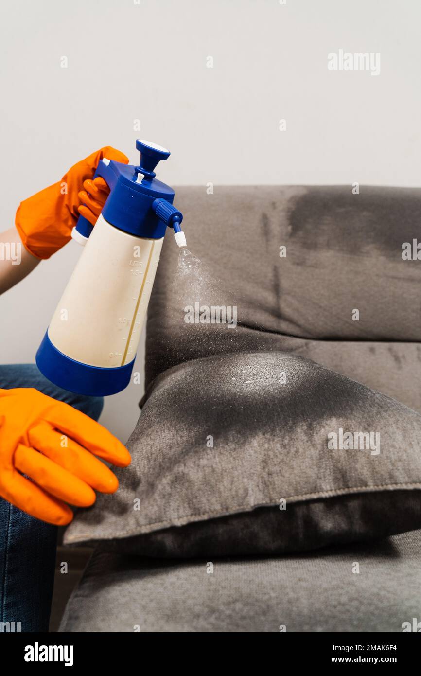 Spraying detergent on couch for dry cleaning using extractor machine
