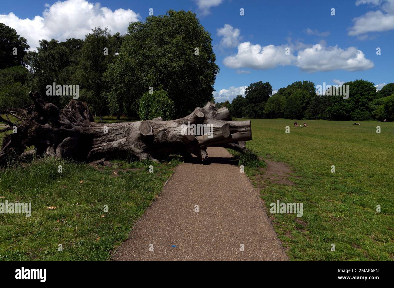 Tree fallen across path, Bute Park, Cardiff. July 2022. Summer. cym Stock Photo