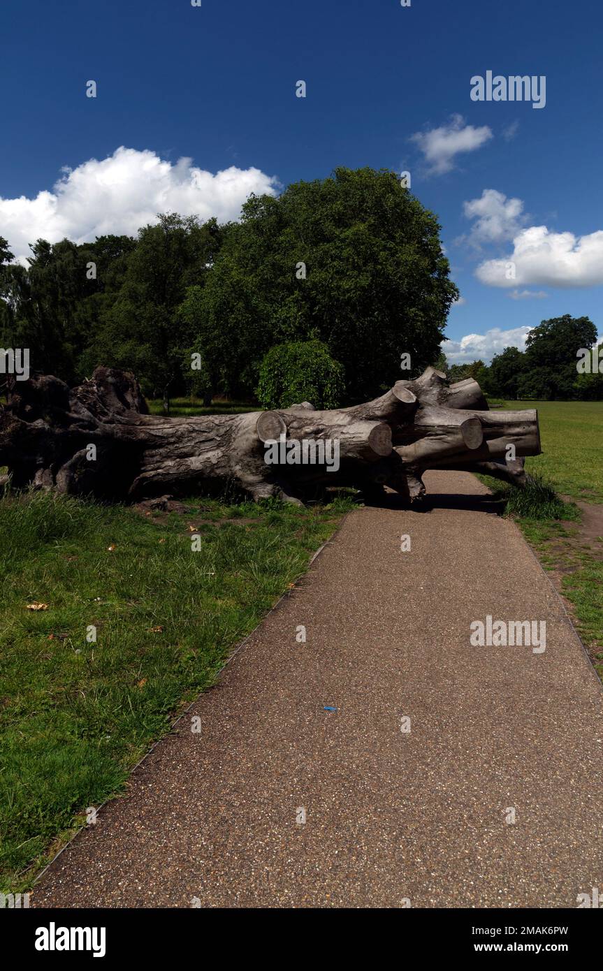 Tree fallen across path, Bute Park, Cardiff. July 2022. Summer. cym Stock Photo