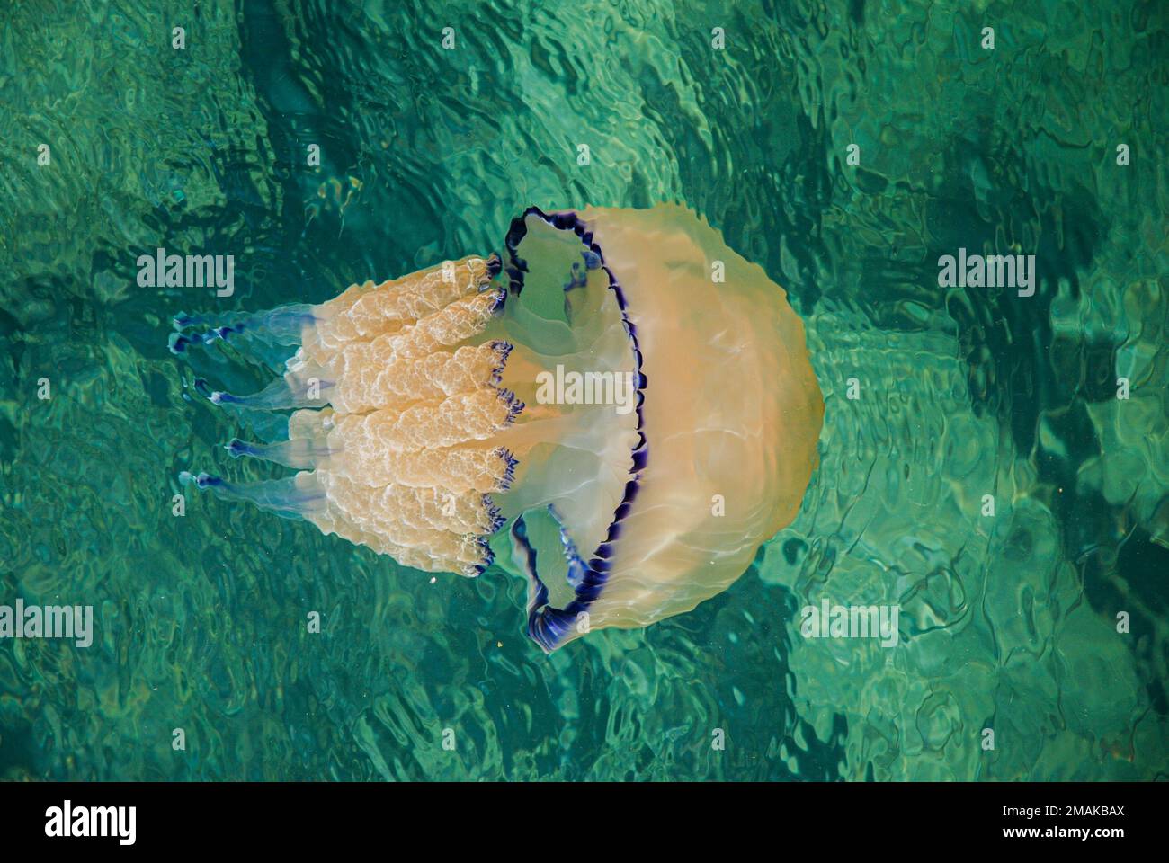 Barrell Jellyfish in Color Stock Photo Alamy