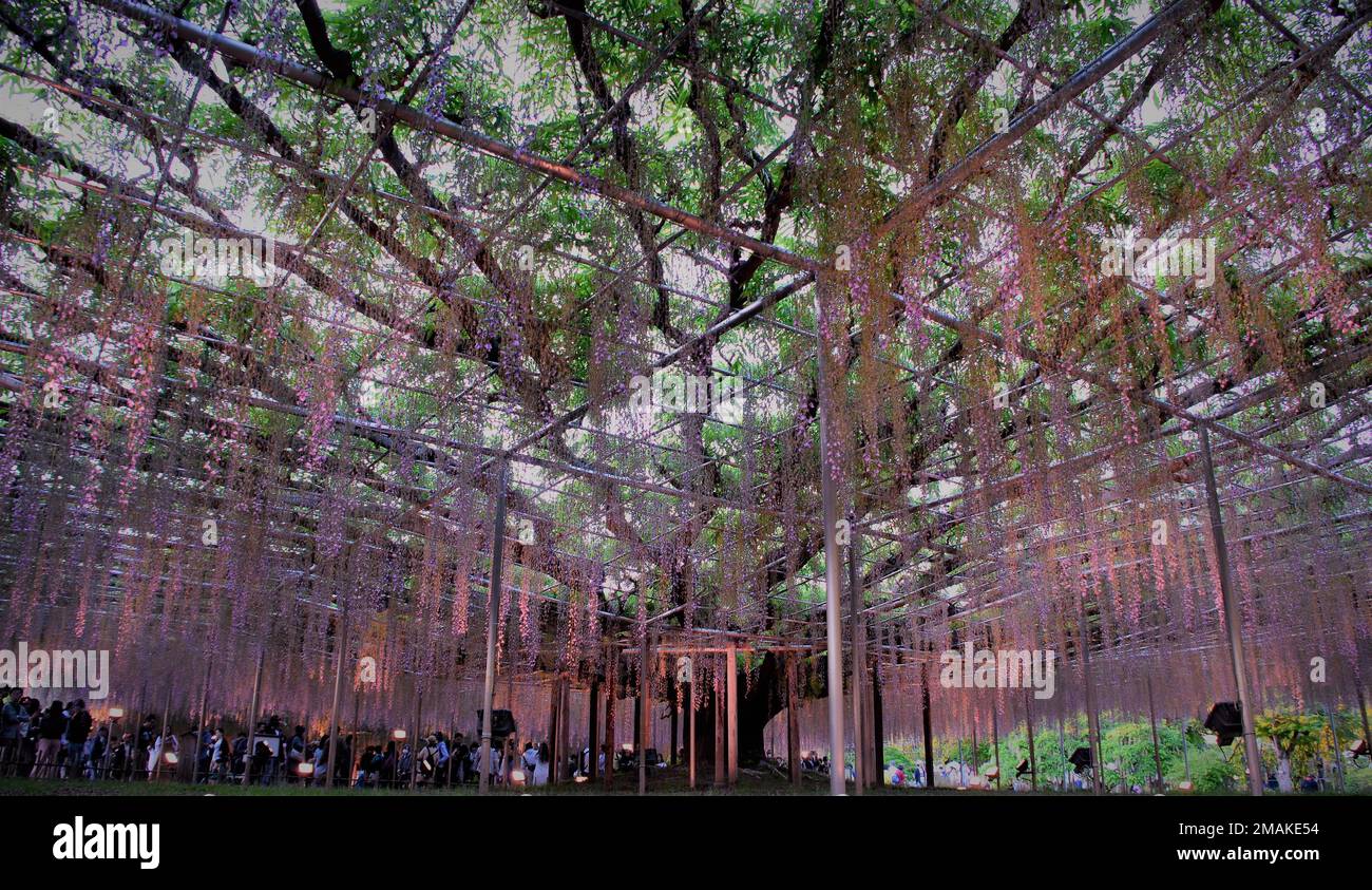 how to hang wisteria from ceiling