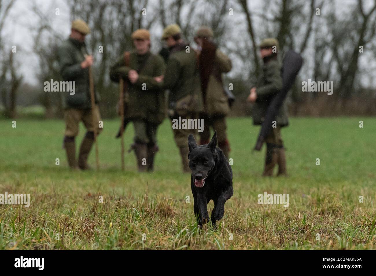 black labrador on a shoot day Stock Photo
