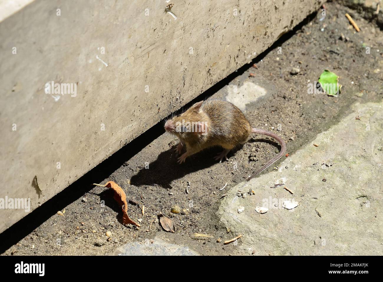 House mouse, Hausmaus, Souris grise, Mus musculus, házi egér, Hungary,  Magyarország, Europe Stock Photo - Alamy