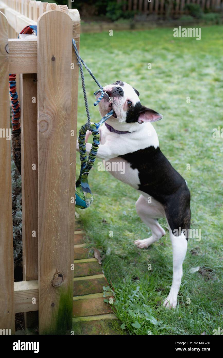 Boston Terrier dog playing hanging on and tugging a rope with a ball on the end