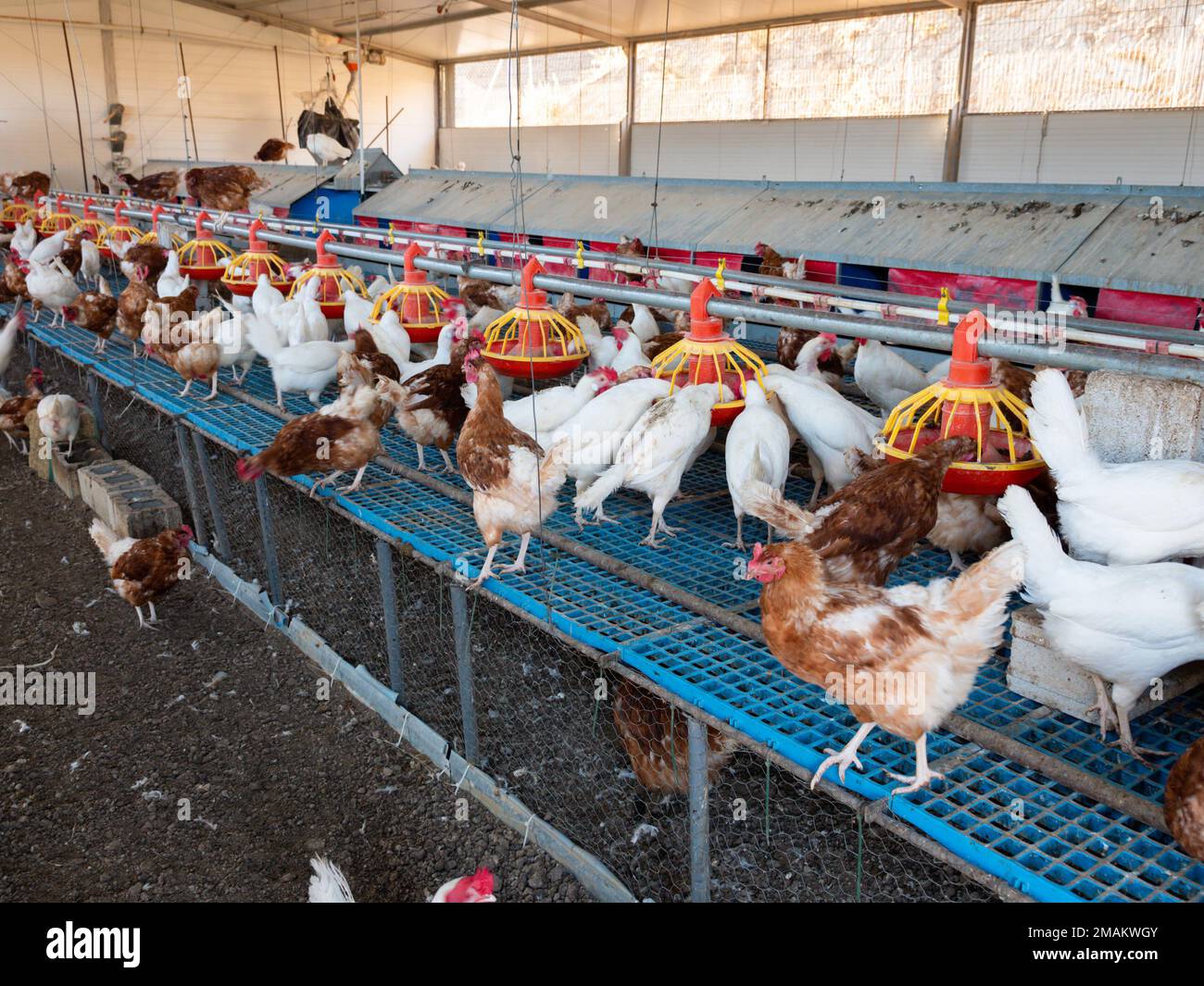 Feeding chickens and raising them indoors in smart farming business