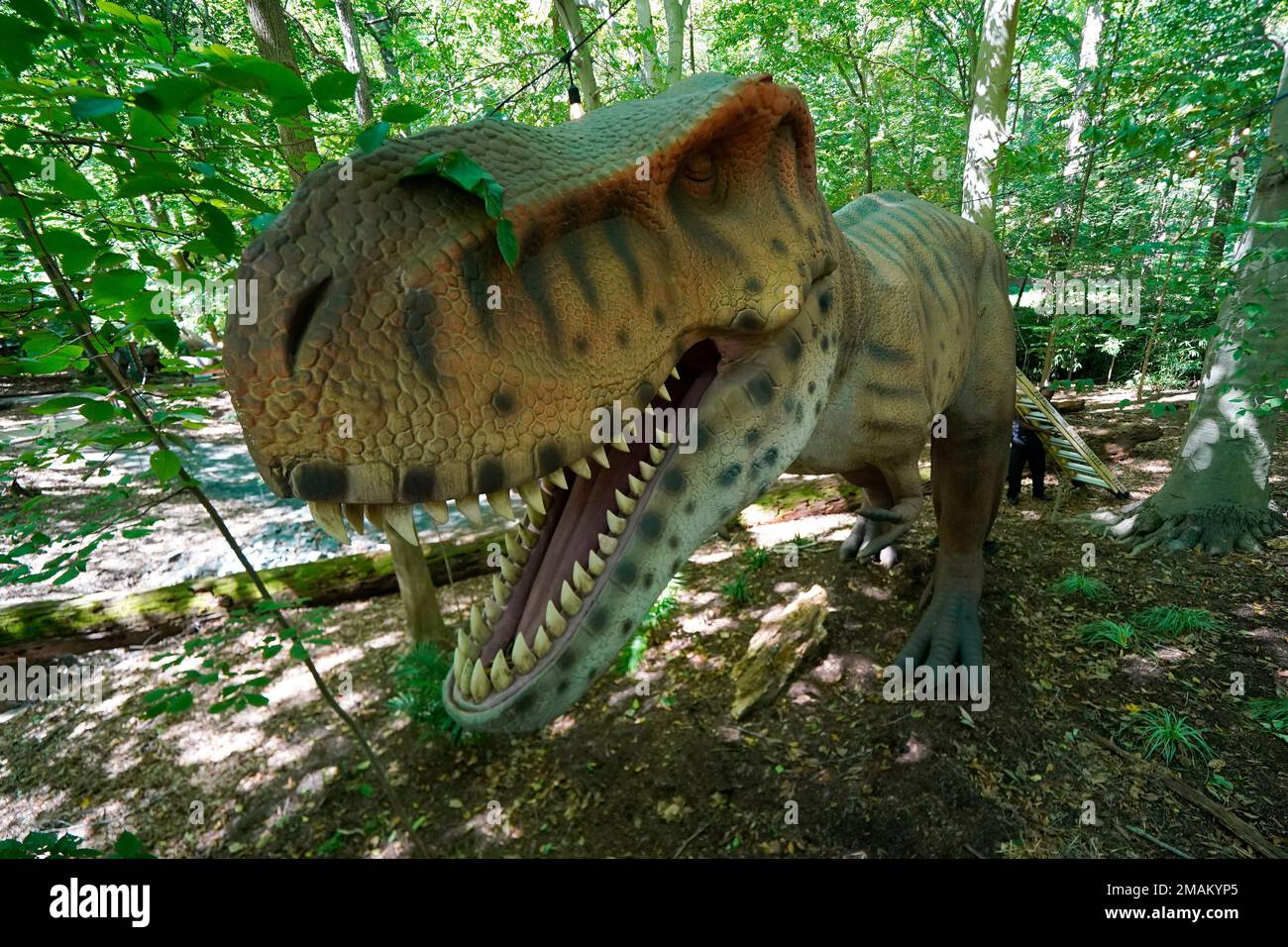 Maryland Today  T. Rex's Fancy Footwork Owed to Special Ligaments,…