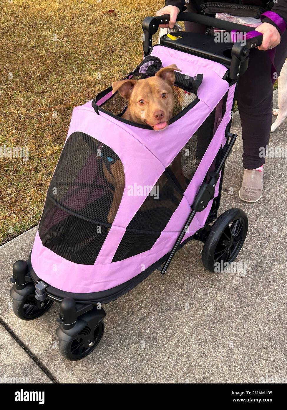 A cute disabled, handicapped dog in a pet stroller Stock Photo