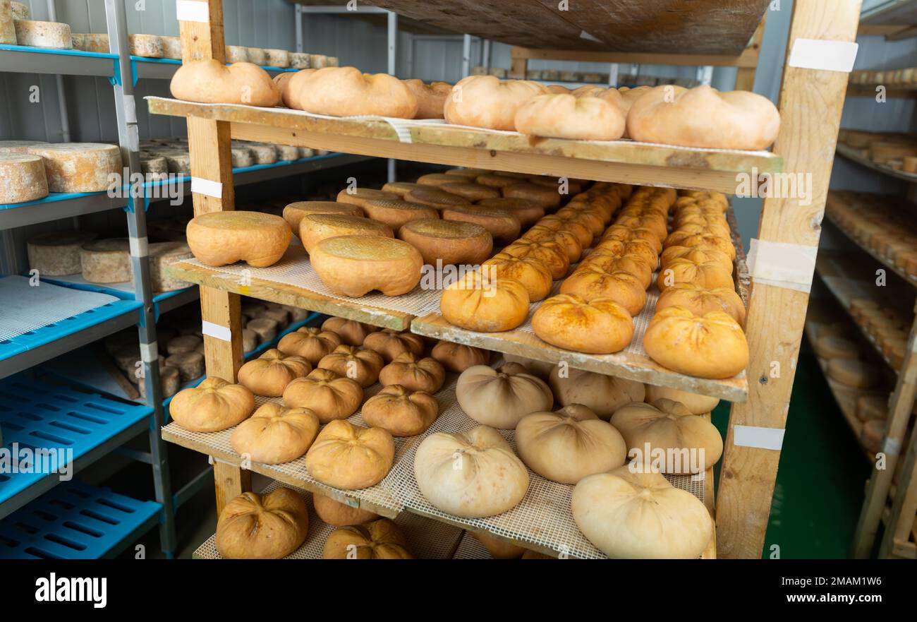 Shelf stands with heads of goat cheese in ripening chamber on cheese factory Stock Photo Alamy