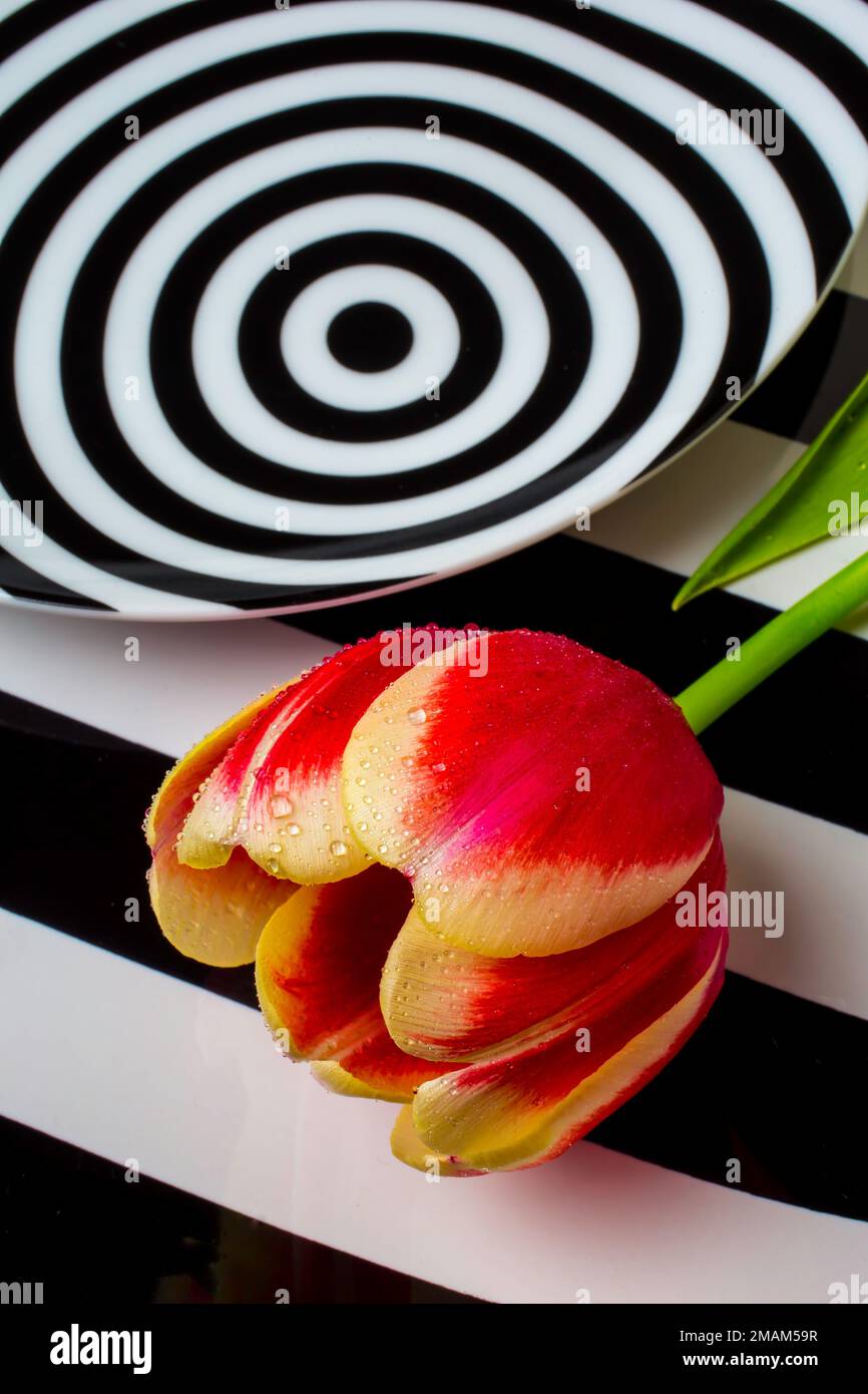 Tulip And Graphic plates Stock Photo