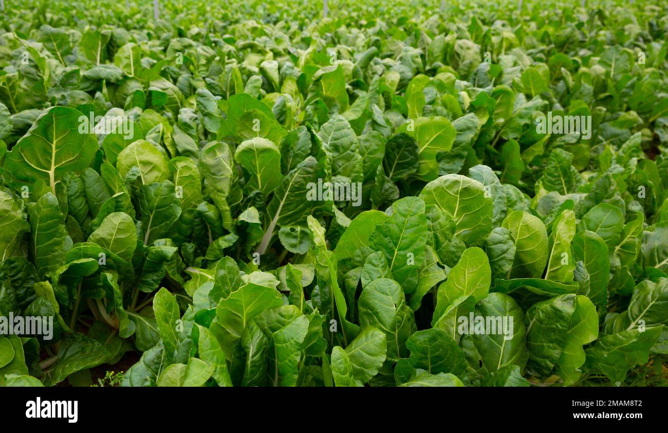 Semillas De Acelga Verde Natural - Paquete De 10g, Fácil Germinación, Ideal Para Huerto O Maceta