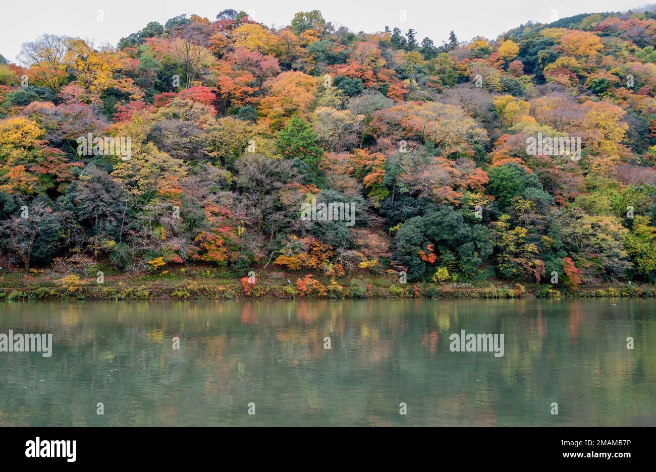 Kyoto, Japan - foliage in Autumn Koyo Stock Photo