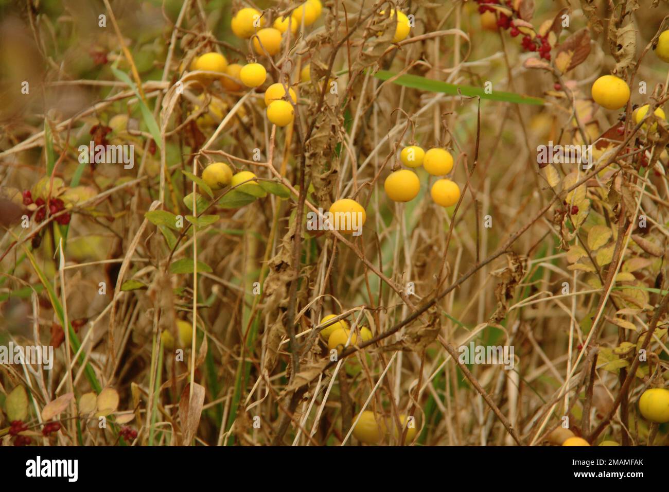 Virginia, USA. Colorful berries of Carolina horsenettle (Solanum carolinense) and coralberry (Symphoricarpos orbiculatus) in late autumn. Stock Photo