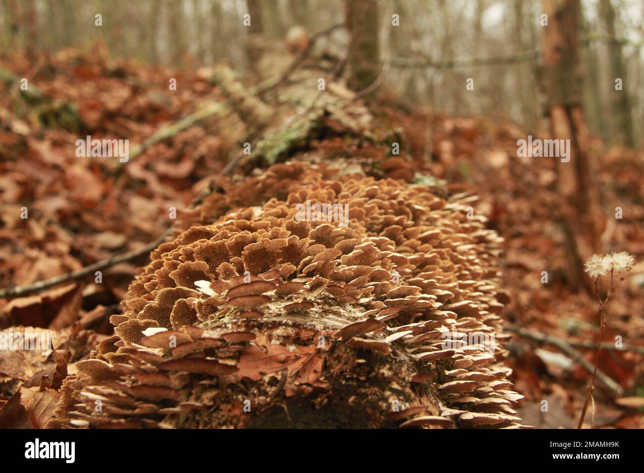 Close-up of fungi growing on a dead tree Stock Photo