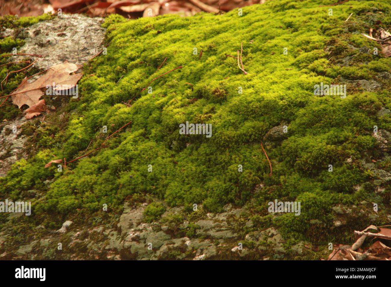 Moss mat hi-res stock photography and images - Alamy