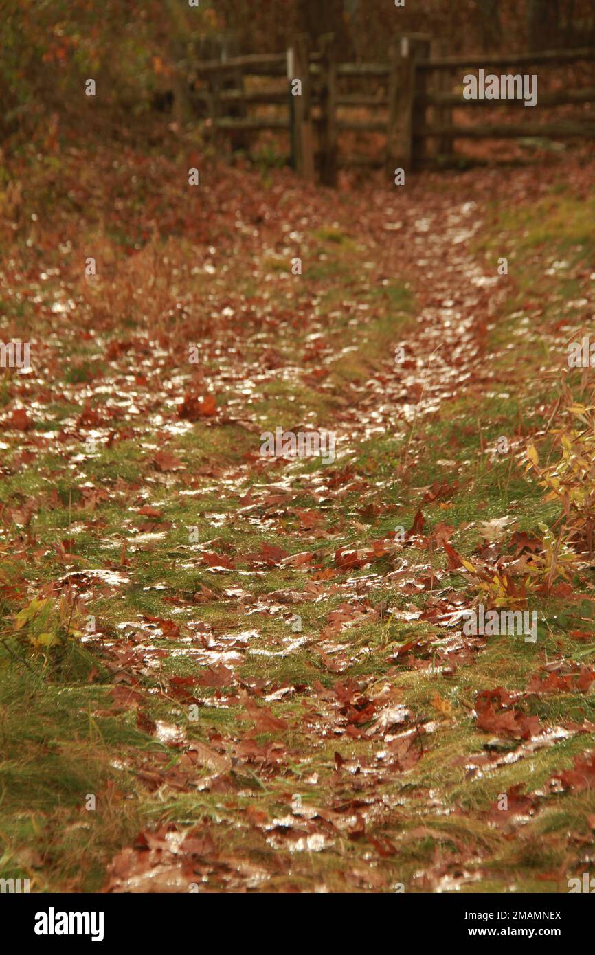 Fallen leaves on the ground in late autumn Stock Photo - Alamy