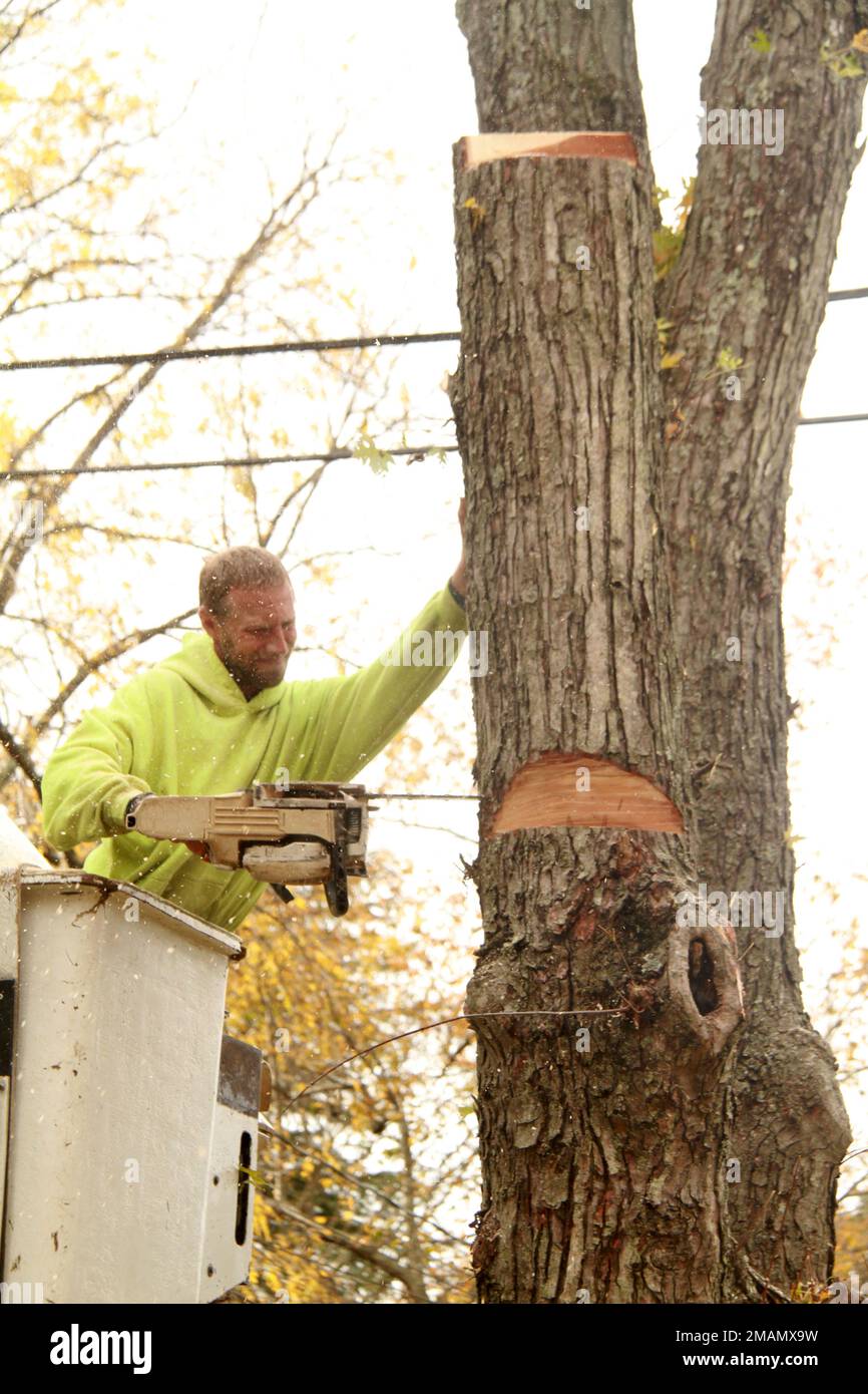 Service crew with bucket truck cutting a large tree Stock Photo