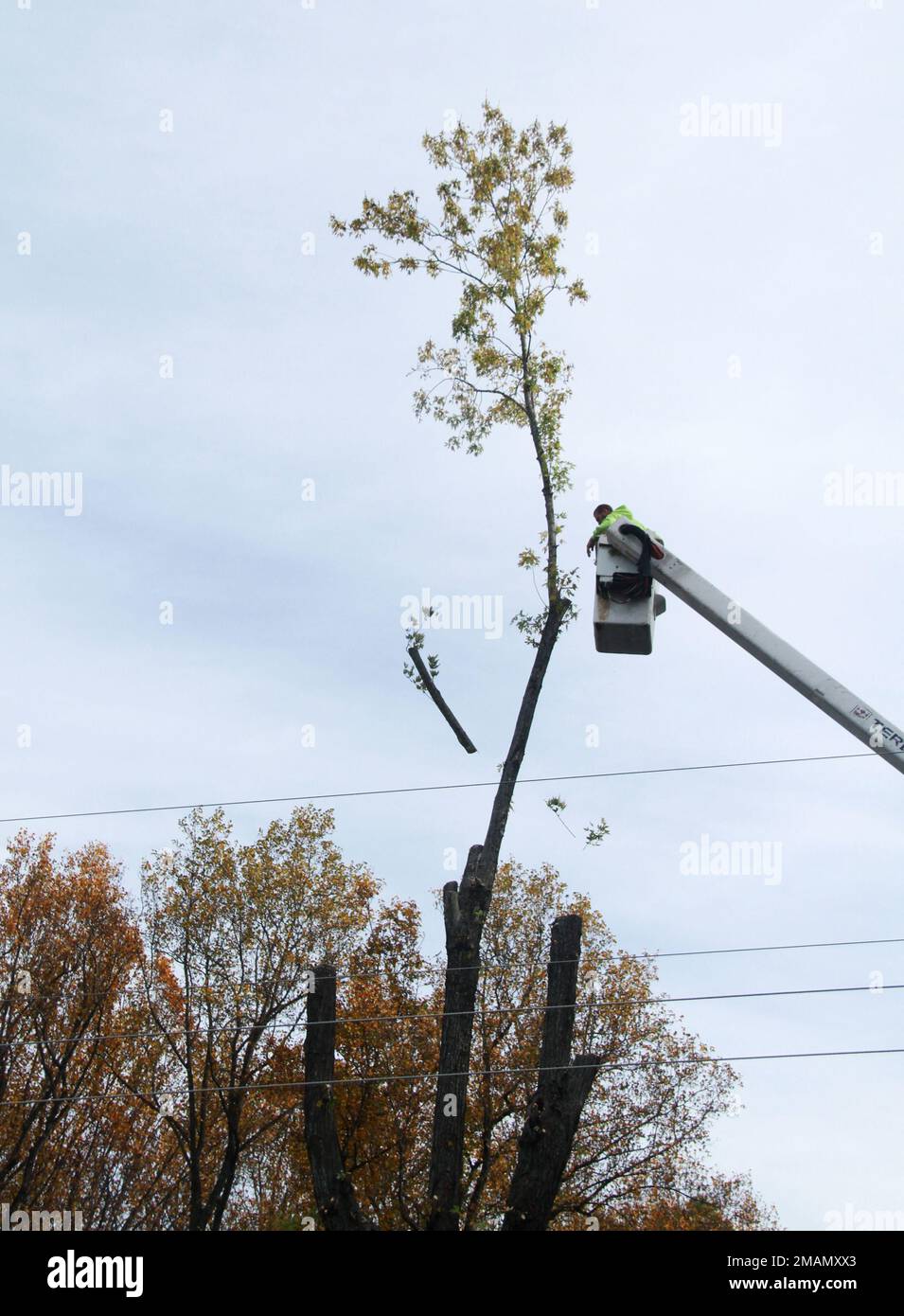 Service crew with bucket truck cutting a large tree Stock Photo