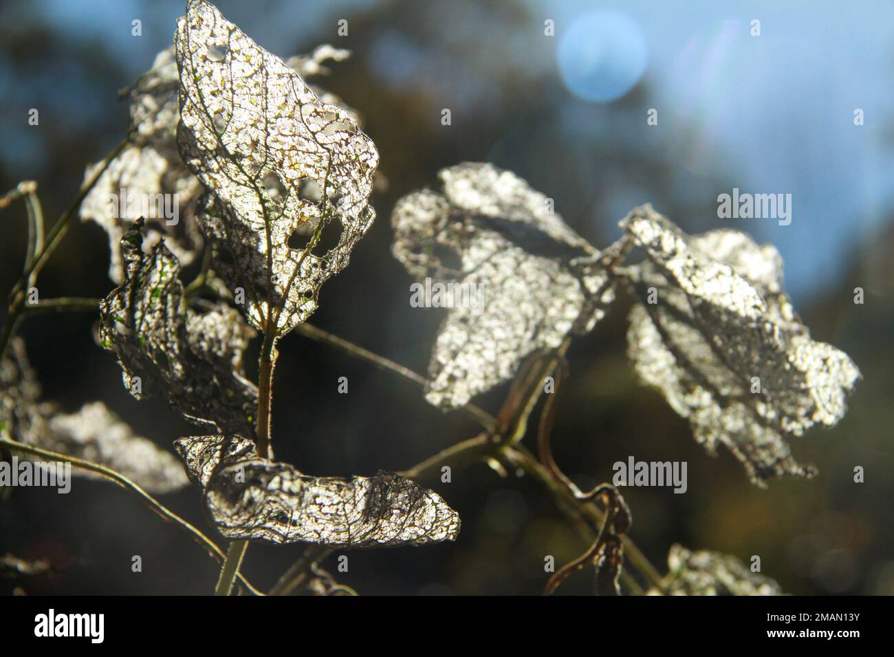 Mature bean plants left to dry out in the yard after the harvesting