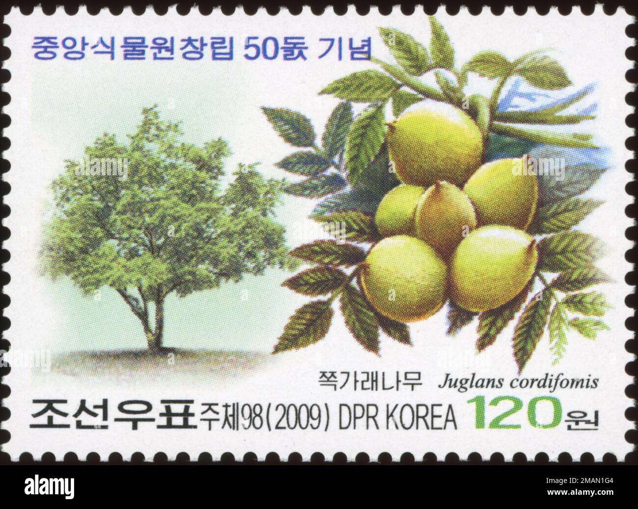 2009 North Korea stamp set. 50th Anniversary of Botanical Garden, Pyongyang - Trees. Japanese walnut, Juglans cordiformis Stock Photo