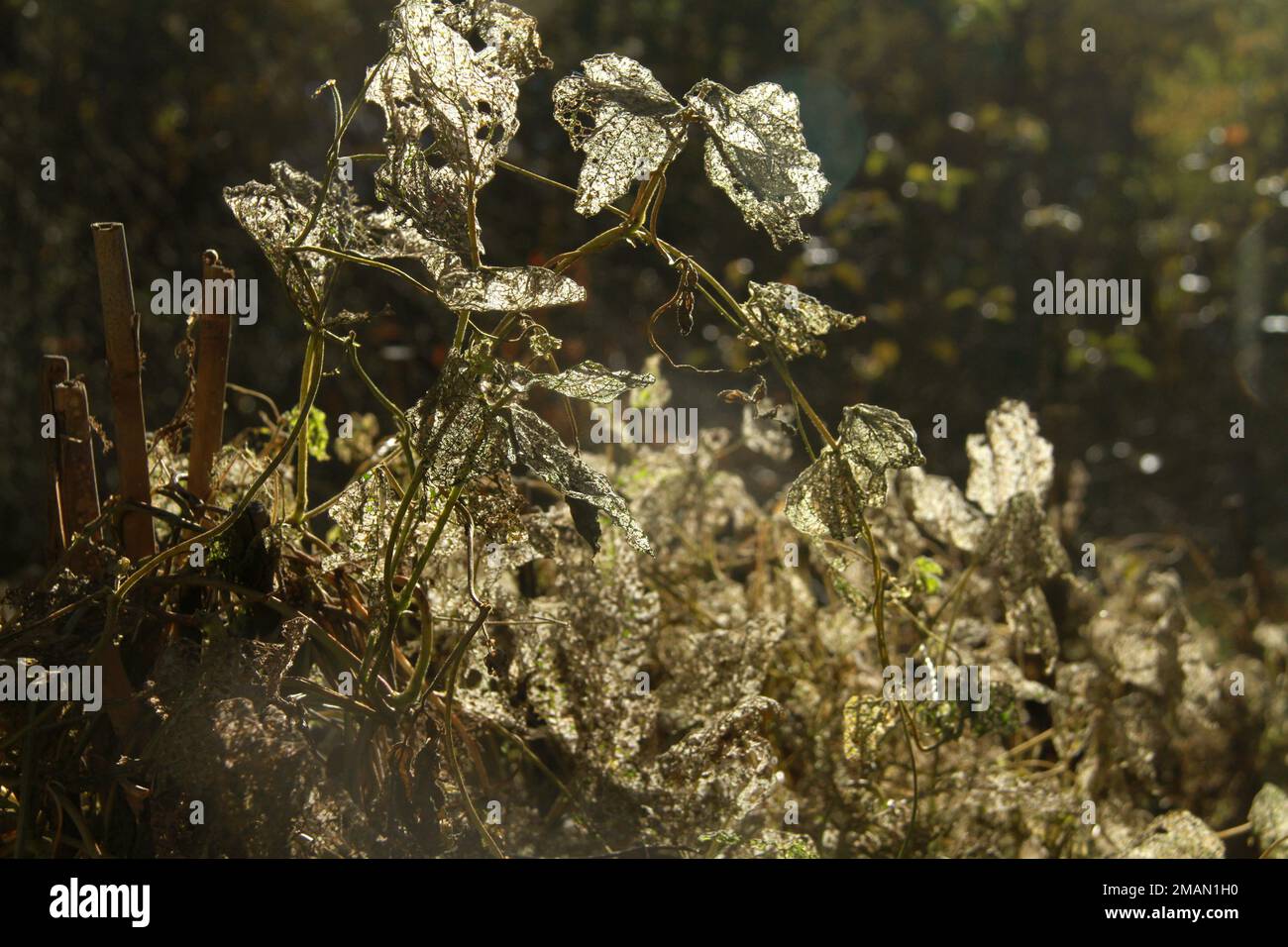 Mature bean plants left to dry out in the yard after the harvesting