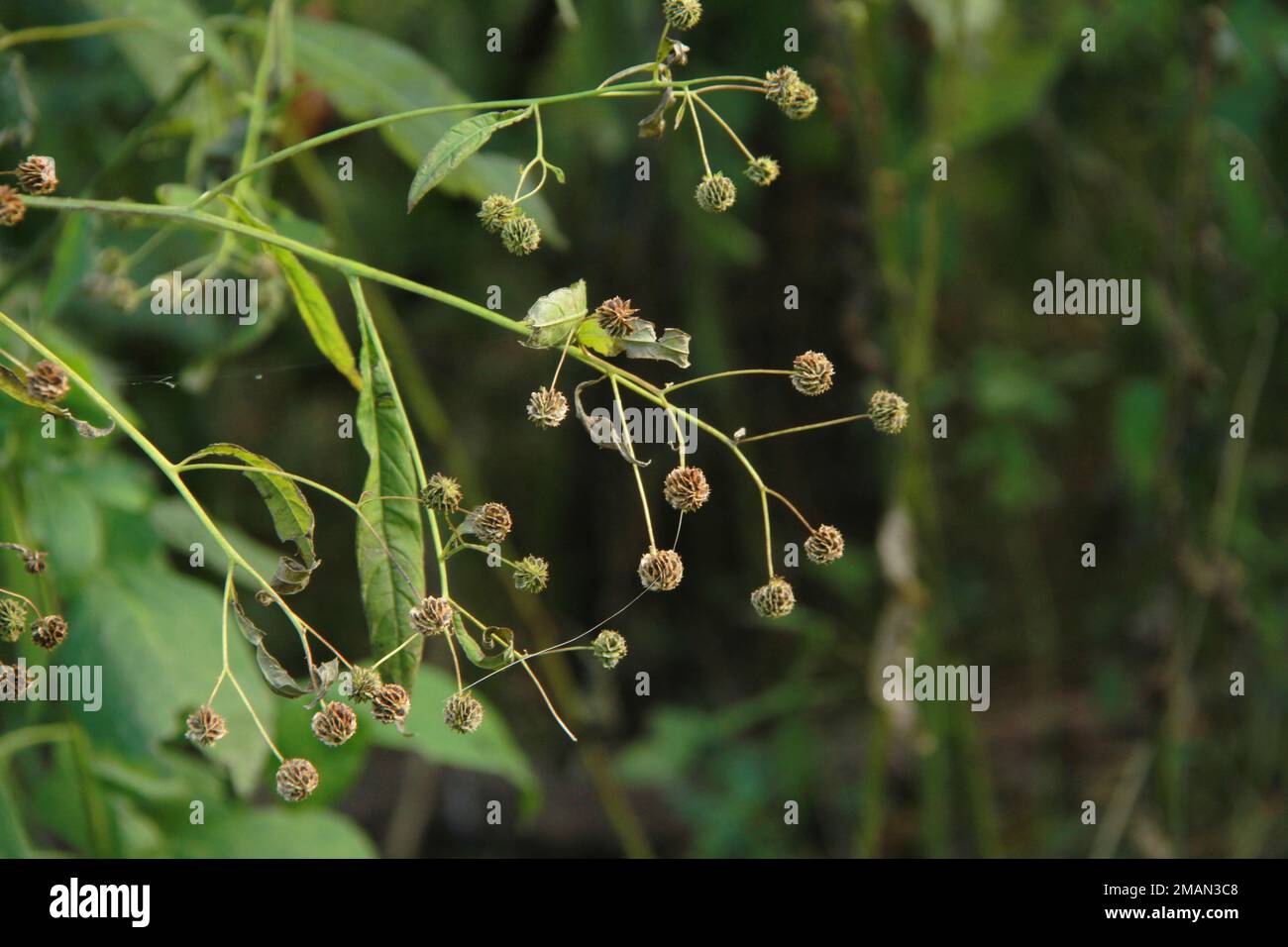 A Wingstem plant's spiky seed heads in autumn Stock Photo
