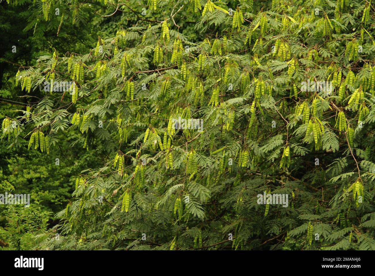 Mimosa tree with sea pods in summertime, in Virginia, USA Stock Photo