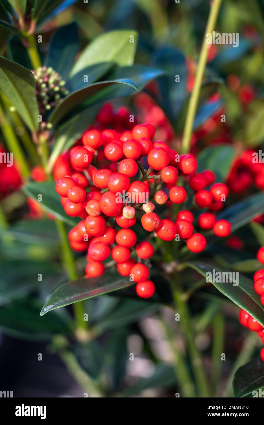 Red berries of winter blossoming garden plant, evergreen skimmia japonica  ornamental plant, close up Stock Photo