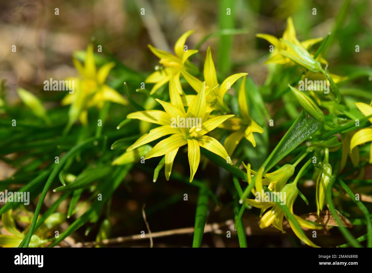 Yellow Star of Bethlehem Gagea Lutea early spring flowers close up Stock Photo