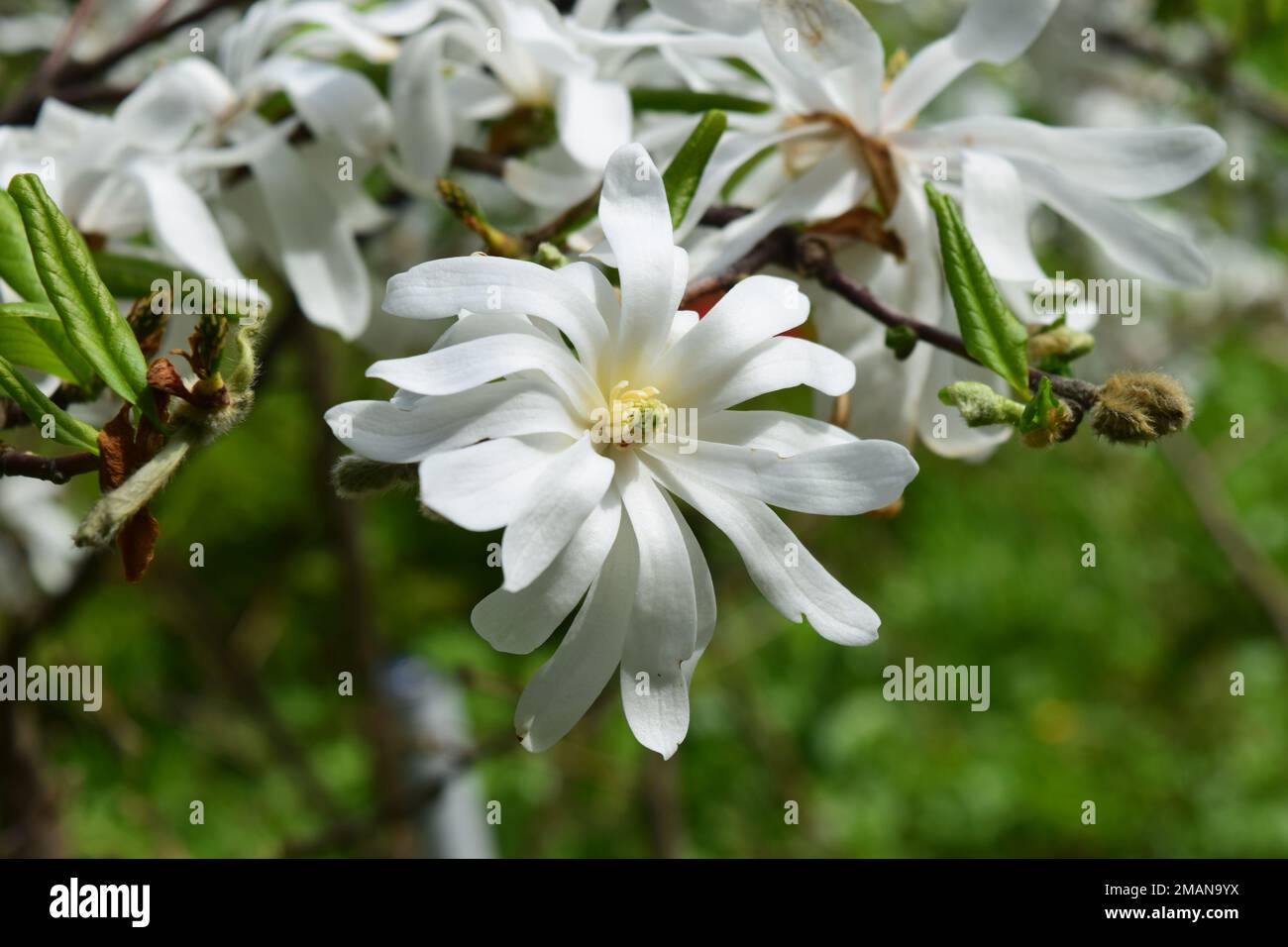 White star magnolia stellata. Bloomy magnolia flower close up Stock Photo