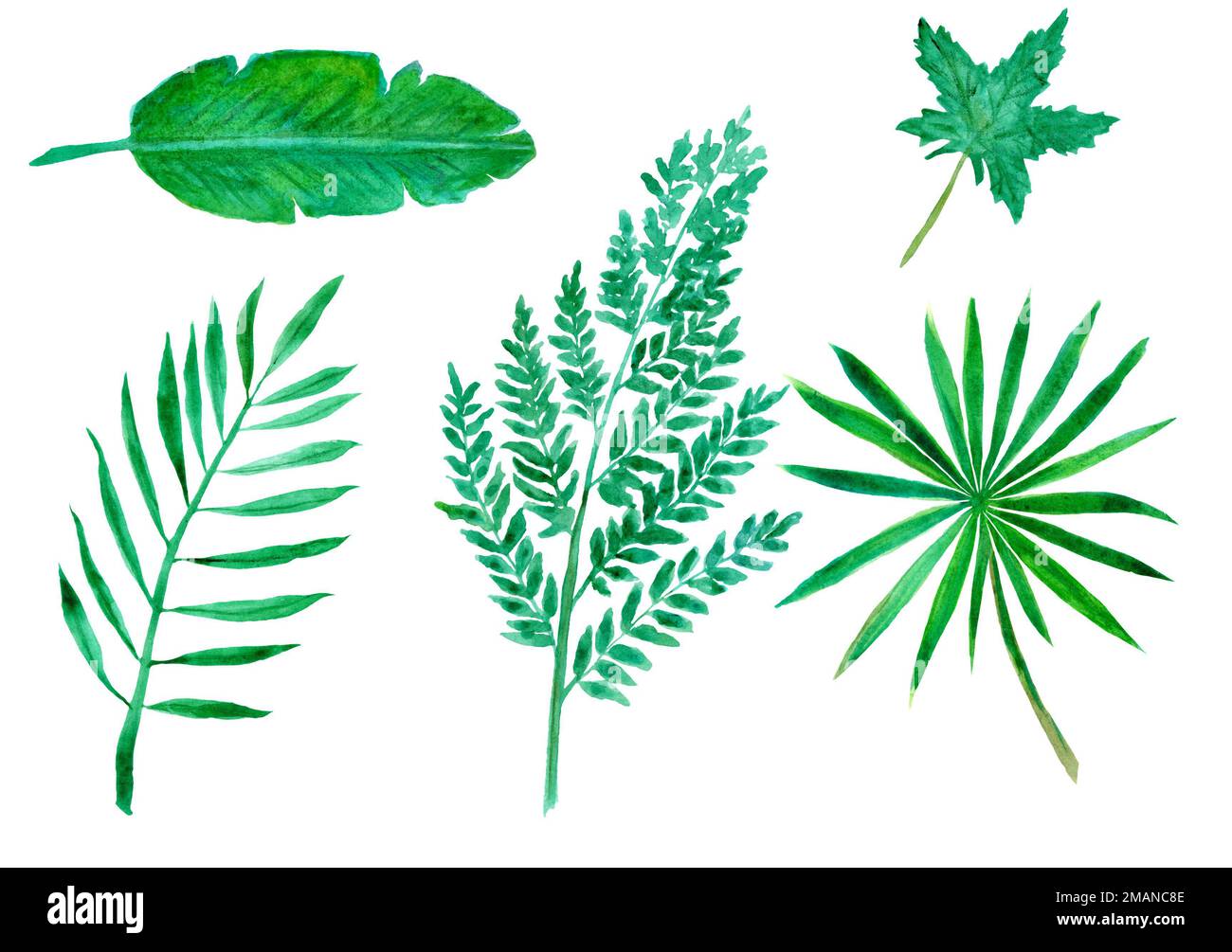 Isolated Tropical Leaves Set. Hand Drawn Watercolor Illustration Stock ...