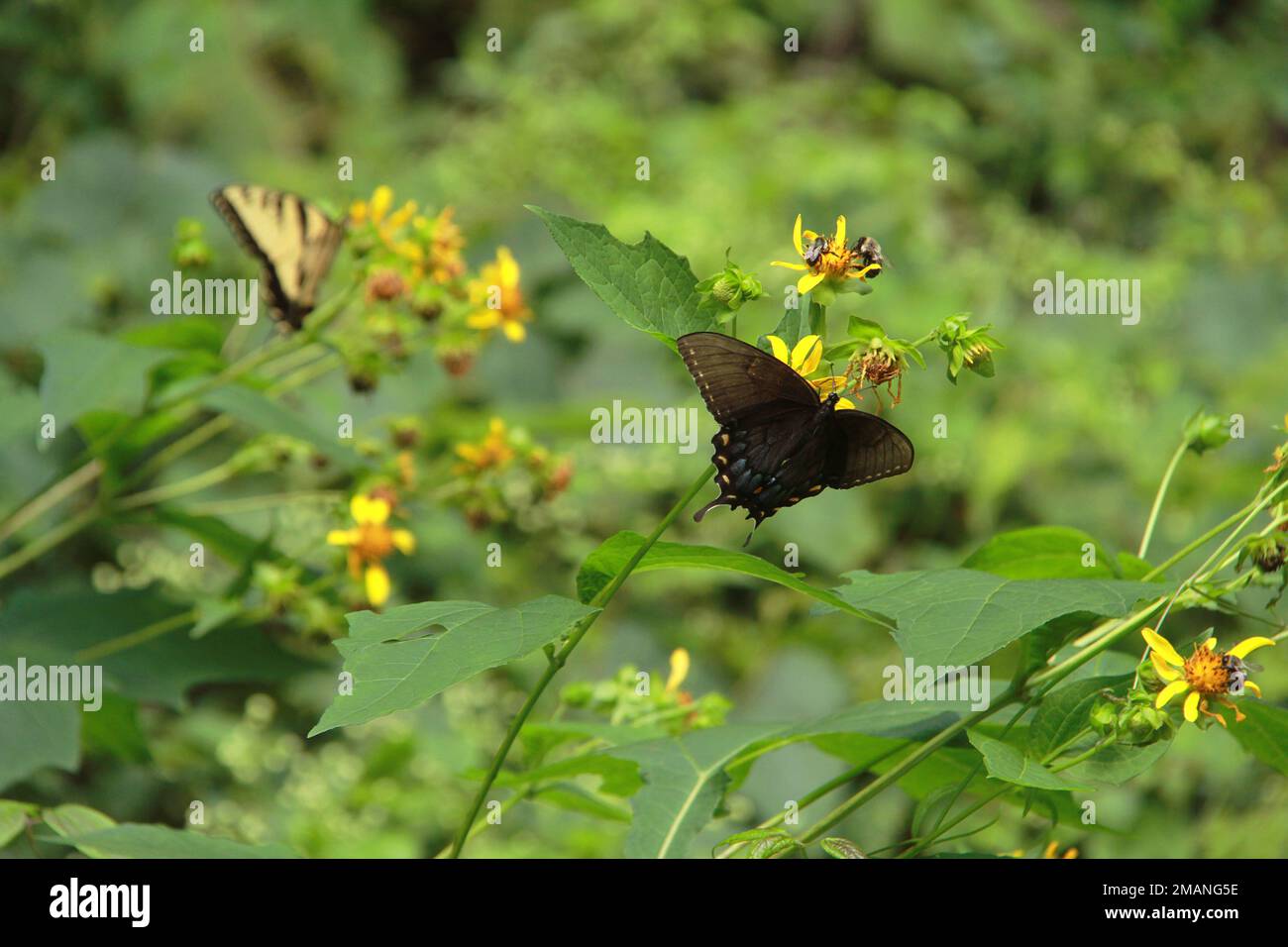 A swallowtail butterfly and a spicebush swallowtail butterfly feeding on the nectar of Verbesina occidentalis in North Carolina, USA Stock Photo