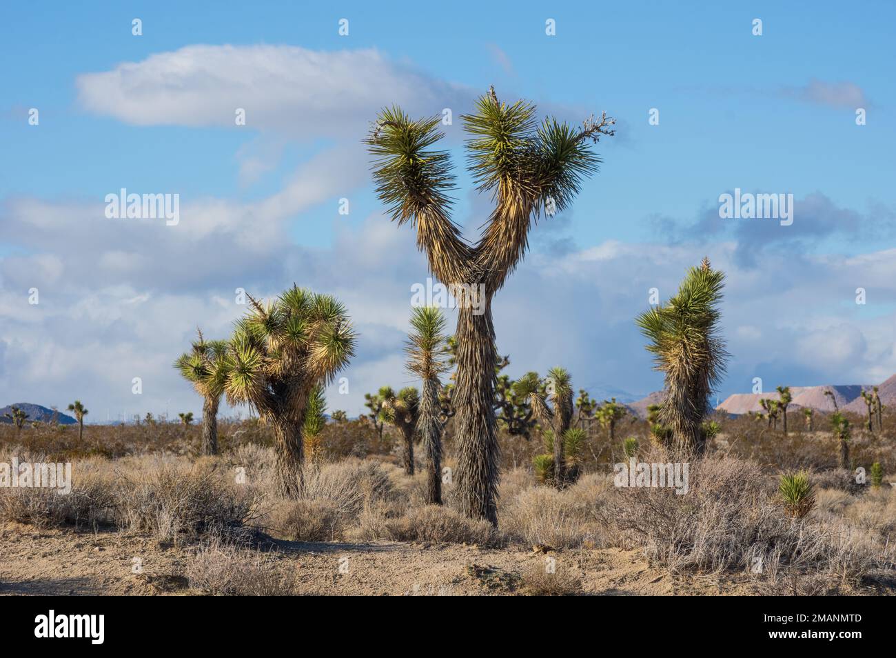 Joshua tree forest shown in the Mojave Desert in Kern County, California. Stock Photo
