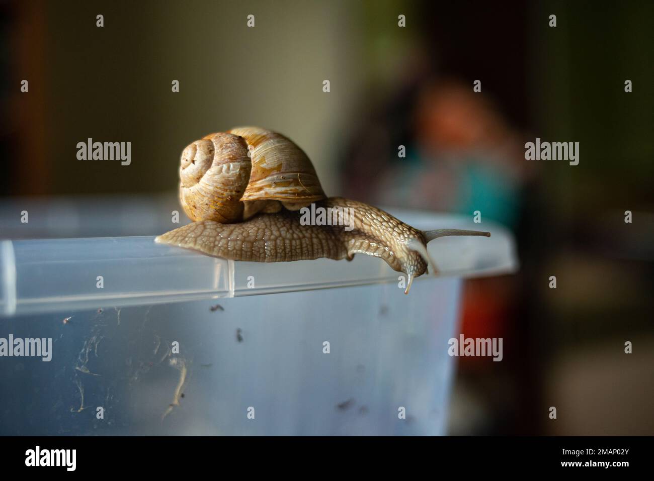 a snail crawls on the edge of a plastic container and looks down Stock