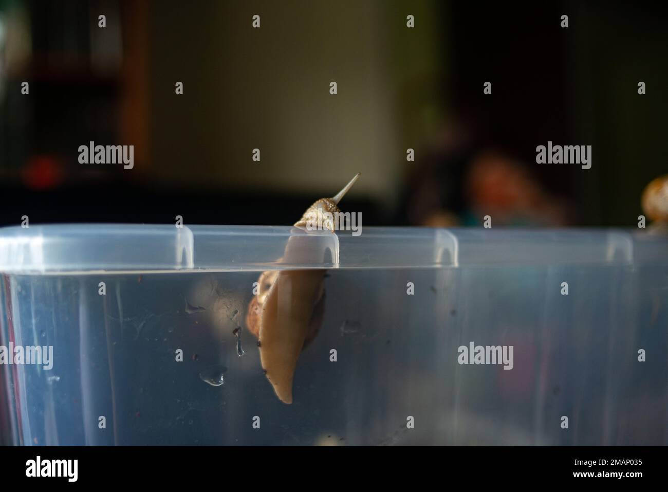 Plastic snail hires stock photography and images Alamy